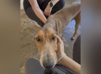 Muskatnuss, geb. ca. 01/2025, lebt in GRIECHENLAND, auf einer privaten Pflegestelle