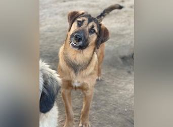 Maverick, geb. ca. 07/2025, lebt in GRIECHENLAND, im städt. Tierheim Serres