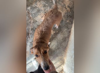 Muskatnuss, geb. ca. 01/2025, lebt in GRIECHENLAND, auf einer privaten Pflegestelle