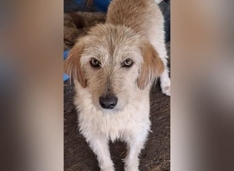 Schnitzel, geb. ca. 05/2025, lebt in GRIECHENLAND, auf einer privaten Pflegestelle