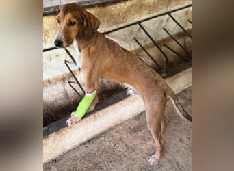 Muskatnuss, geb. ca. 01/2025, lebt in GRIECHENLAND, auf einer privaten Pflegestelle