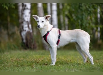 Ruhiges Zuhause für Bella gesucht