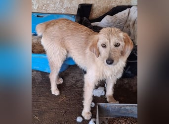 Schnitzel, geb. ca. 05/2025, lebt in GRIECHENLAND, auf einer privaten Pflegestelle