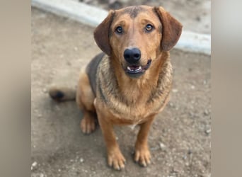 Nasso, geb. ca. 05/2024, lebt in GRIECHENLAND, auf einer privaten Pflegestelle