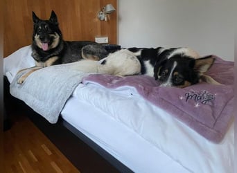 Mura