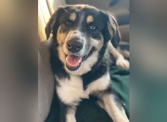 Rafiki, geb. ca. 12/2022, lebt in GRIECHENLAND, im städt. Tierheim Serres