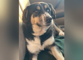 Rafiki, geb. ca. 12/2022, lebt in GRIECHENLAND, im städt. Tierheim Serres