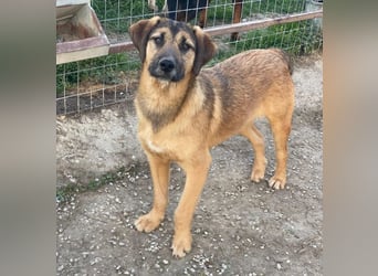 Maverick, geb. ca. 07/2025, lebt in GRIECHENLAND, im städt. Tierheim Serres
