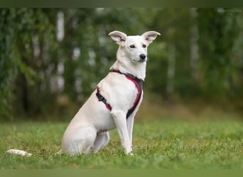 Ruhiges Zuhause für Bella gesucht