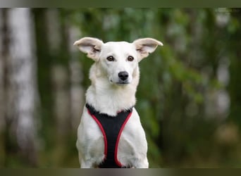 Ruhiges Zuhause für Bella gesucht