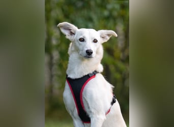 Ruhiges Zuhause für Bella gesucht