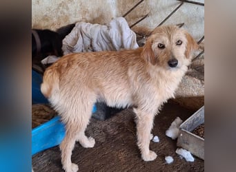 Schnitzel, geb. ca. 05/2025, lebt in GRIECHENLAND, auf einer privaten Pflegestelle