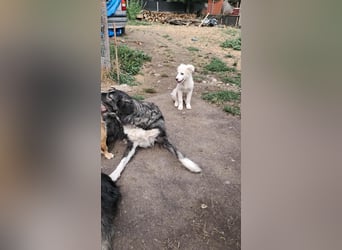 Joy jung, hübsch, weiß sucht Zuhause!