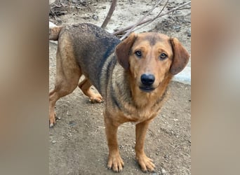 Nasso, geb. ca. 05/2024, lebt in GRIECHENLAND, auf einer privaten Pflegestelle