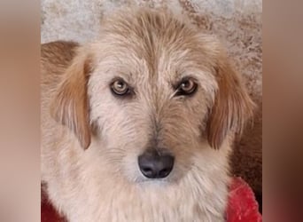 Schnitzel, geb. ca. 05/2025, lebt in GRIECHENLAND, auf einer privaten Pflegestelle