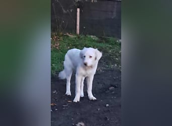 Joy jung, hübsch, weiß sucht Zuhause!