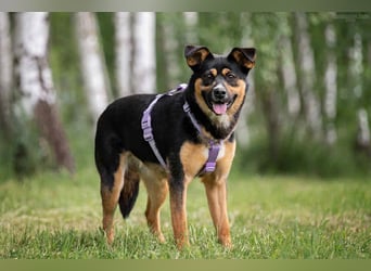 Sensible Lusha sucht ihre Menschen