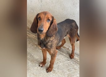 Elio, geb. ca. 03/2024, lebt in GRIECHENLAND, im städt. Tierheim Serres