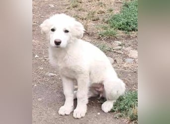 Joy jung, hübsch, weiß sucht Zuhause!