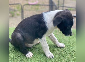 Drakon, geb. ca. 10/2025, lebt in GRIECHENLAND, auf einer privaten Pflegestelle