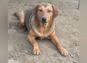 Nasso, geb. ca. 05/2024, lebt in GRIECHENLAND, auf einer privaten Pflegestelle