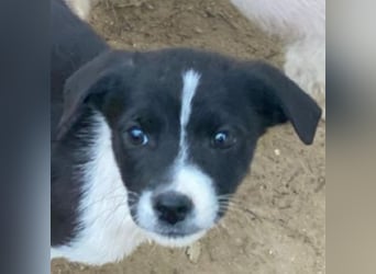 Drakon, geb. ca. 10/2025, lebt in GRIECHENLAND, auf einer privaten Pflegestelle