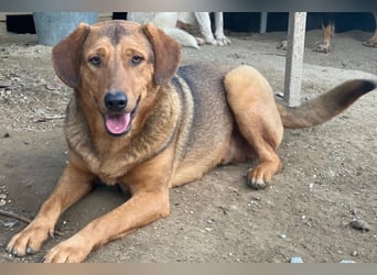 Nasso, geb. ca. 05/2024, lebt in GRIECHENLAND, auf einer privaten Pflegestelle