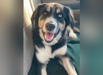 Rafiki, geb. ca. 12/2022, lebt in GRIECHENLAND, im städt. Tierheim Serres