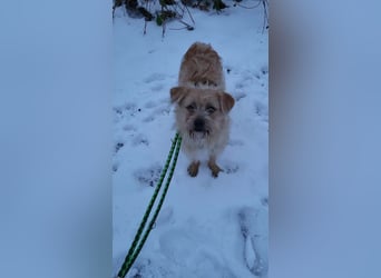 Peggy, kleiner, hübscher Wuschel sucht Familie