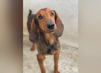 Elio, geb. ca. 03/2024, lebt in GRIECHENLAND, im städt. Tierheim Serres