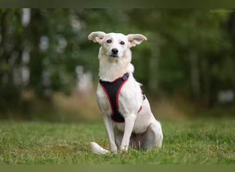 Ruhiges Zuhause für Bella gesucht