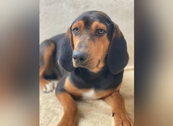 Brios, geb. ca. 12/2024, lebt in GRIECHENLAND, im städt. Tierheim Serres