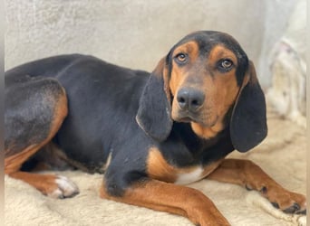 Brios, geb. ca. 12/2024, lebt in GRIECHENLAND, im städt. Tierheim Serres