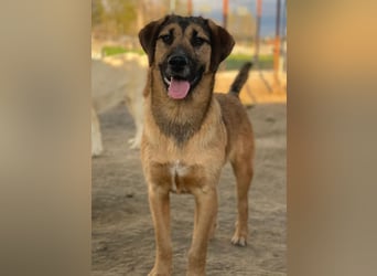 Maverick, geb. ca. 07/2025, lebt in GRIECHENLAND, im städt. Tierheim Serres