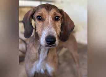 Muskatnuss, geb. ca. 01/2025, lebt in GRIECHENLAND, auf einer privaten Pflegestelle