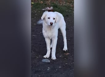 Joy jung, hübsch, weiß sucht Zuhause!