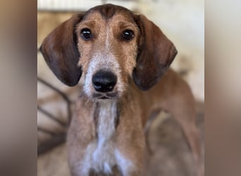 Muskatnuss, geb. ca. 01/2025, lebt in GRIECHENLAND, auf einer privaten Pflegestelle