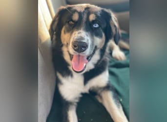 Rafiki, geb. ca. 12/2022, lebt in GRIECHENLAND, im städt. Tierheim Serres