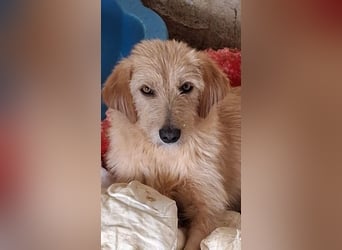 Schnitzel, geb. ca. 05/2025, lebt in GRIECHENLAND, auf einer privaten Pflegestelle