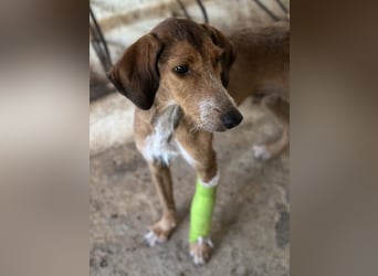 Muskatnuss, geb. ca. 01/2025, lebt in GRIECHENLAND, auf einer privaten Pflegestelle