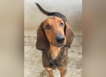 Elio, geb. ca. 03/2024, lebt in GRIECHENLAND, im städt. Tierheim Serres