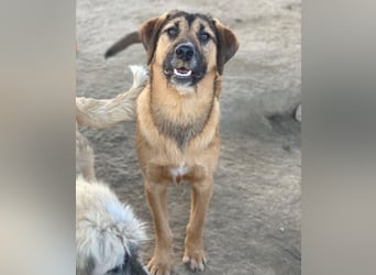 Maverick, geb. ca. 07/2025, lebt in GRIECHENLAND, im städt. Tierheim Serres