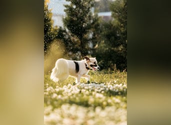 Verschmuste Busja sucht ihre Menschen