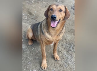 Nasso, geb. ca. 05/2024, lebt in GRIECHENLAND, auf einer privaten Pflegestelle