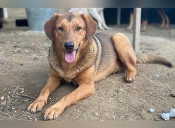 Nasso, geb. ca. 05/2024, lebt in GRIECHENLAND, auf einer privaten Pflegestelle