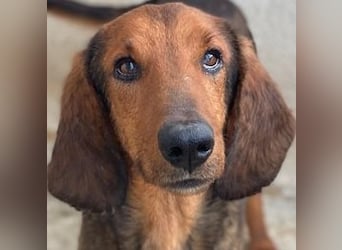 Elio, geb. ca. 03/2024, lebt in GRIECHENLAND, im städt. Tierheim Serres