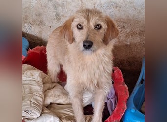 Schnitzel, geb. ca. 05/2025, lebt in GRIECHENLAND, auf einer privaten Pflegestelle