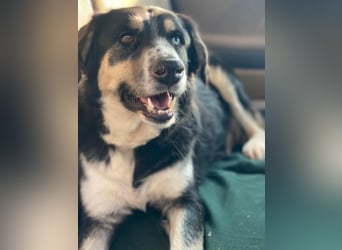 Rafiki, geb. ca. 12/2022, lebt in GRIECHENLAND, im städt. Tierheim Serres