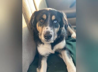 Rafiki, geb. ca. 12/2022, lebt in GRIECHENLAND, im städt. Tierheim Serres