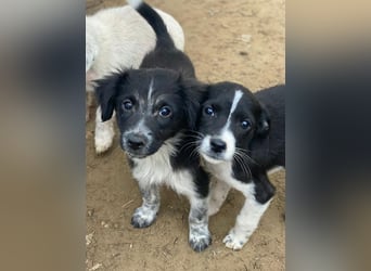 Drakon, geb. ca. 10/2025, lebt in GRIECHENLAND, auf einer privaten Pflegestelle